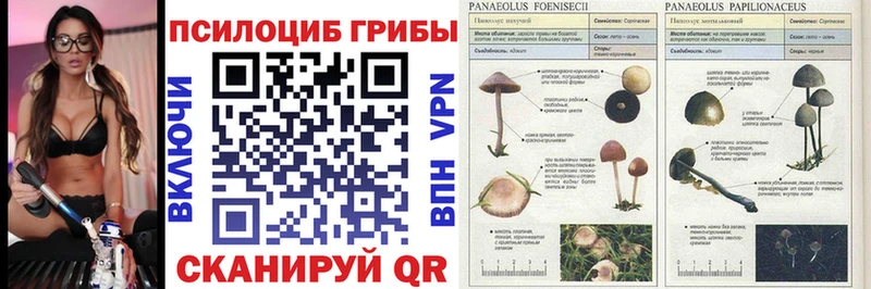 Псилоцибиновые грибы Psilocybe  Тверь 