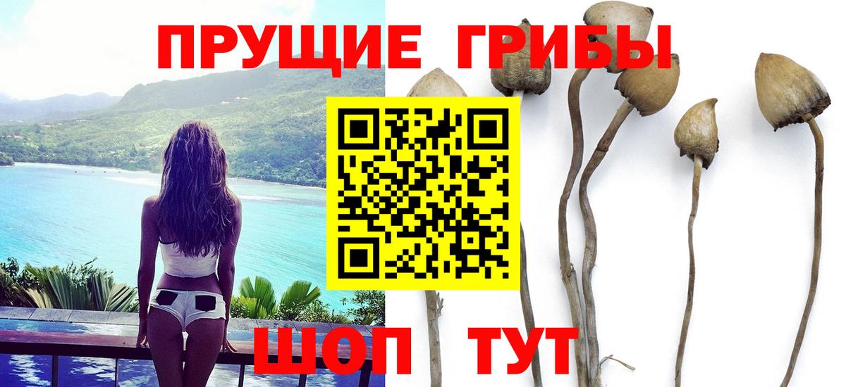 Псилоцибиновые грибы Psilocybe  Вход с VPN  Псилоцибиновые грибы мухоморы  Тверь 